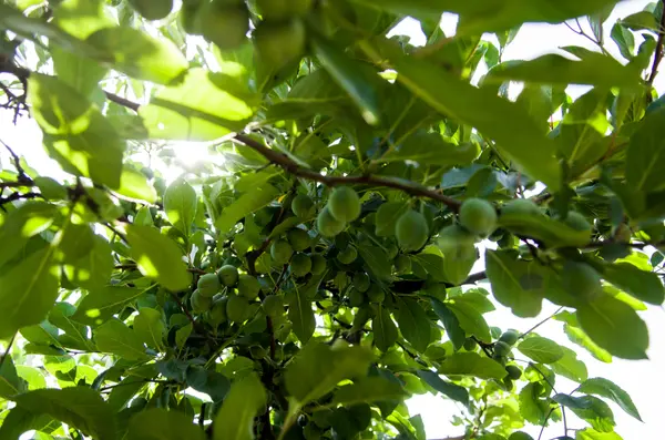Fundo El Parrón