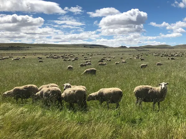 Estancia Baño Nuevo